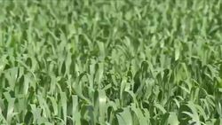 CLEAN : Ukraine turmoil threatens farmers and global markets News Clip