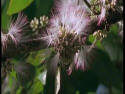 CU Butterfly feeding on pink fluffy flowers, joined by 2nd butterfly, South America Stock Footage