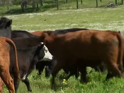 Close up of cow. Stock Footage