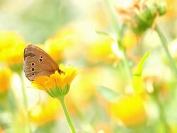 Colorful geranium argus butterfly pollinating flower. Stock Footage