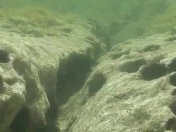 Sea Urchins in the Mediterranean Stock Footage