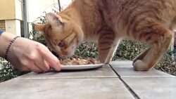 Beautiful domestic cat Stock Footage