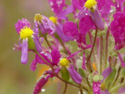 CU Shot of Geranium like flower entangled with sambreeltjies and covered with dew droplets / Namaqualand, Northern Cape, South Africa Stock Footage