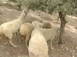 Sheep eating from Olive tree Stock Footage