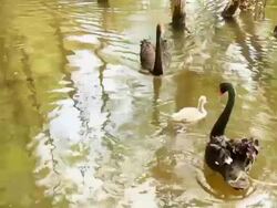 Black Swan Family Stock Footage