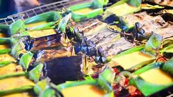 Kai-Pam, Grilled seasoned Egg in joist banana leaves, thai's traditional northern food. Stock Footage