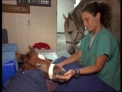 RR0128/C  USA: Racehorse Disease News Clip