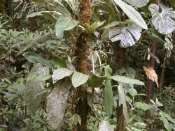 Interior of tropical rainforest in the Ecuadorian Amazon Stock Footage