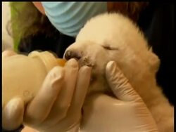 German born polar bear cub 'Flocke' - meaning snow flake - is growing fast according to her keepers at the Tiergarten Zoo in Nuremberg.  The almost five week-old cub is in 'excellent condition', according to the zoo's animal doctor. Instructional Video