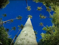 MS T/L View from palm tree of sky at night / Manila, Philippines Stock Footage