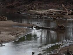 MS River in South Luangwa / Lukuzi, Eastern, Zambia Stock Footage