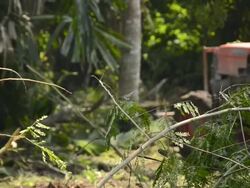 Deforestation for Agricultural Area Stock Footage