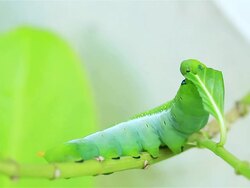 Green Caterpillar Eating Stock Footage