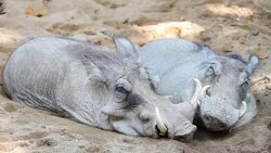 Warthogs couple in siesta time Stock Footage