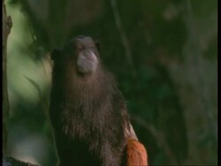 MS Black mantled tamarin, Saguinus nigricollis, on branch, looking around, Amazon, South America Stock Footage