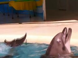 Dolphins smile Stock Footage