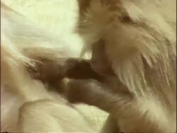 CU Gelada baboon grooming another, Ethiopia, Africa Stock Footage