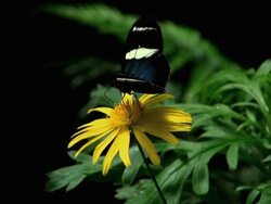 Black Butterfly Stock Footage