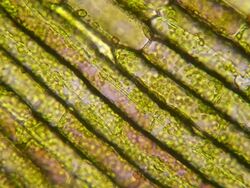 chloroplasts circulating Stock Footage