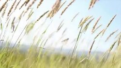 Grass waving on wind Stock Footage