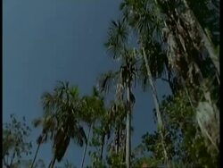 MS Tracking low angle view of trees against blue sky, South America Stock Footage