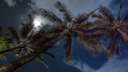 Moon Setting over Palm Trees Stock Footage