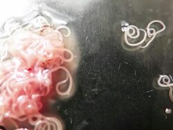 Anisakis nematode fish parasites in a petri dish Stock Footage
