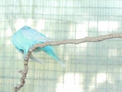 Blue Budgie Stock Footage