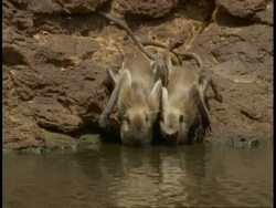 CU Hanuman Langurs, Semnopithecus entellus, drinking from lake, Bandhavgarh National Park, India Stock Footage