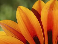 ECU Shot of Orange petals of a gazania flower / Namaqualand, Northern Cape, South Africa Stock Footage