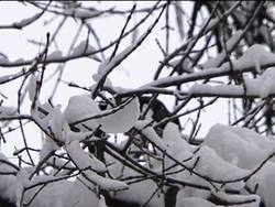 Severe weather continues to affect northern Europe News Clip