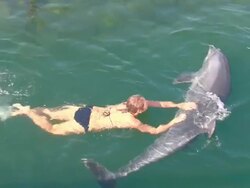 pretty girl playing with a great dolphin Stock Footage