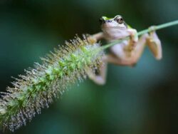 Frog Hanging On Stock Footage