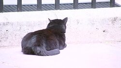 Cat snoozing on Whitehall steps News Clip