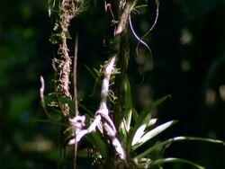 Rainforest flora, Liana,  tilt up. Stock Footage