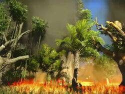 Savannah fire Stock Footage