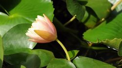 Yellow waterlily blooming timelapse Stock Footage