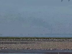 The Snettisham Spectacular As High Tides Cause Thousands Of Birds To Take Flight Stock Footage