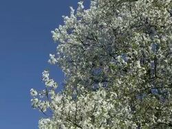 MS Blooming sour cherry tree / Kastel-Staadt, Rhineland-Palatinate, Germany Stock Footage