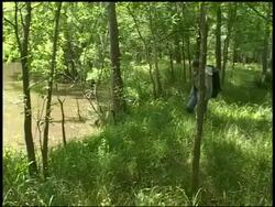 Man walking along grassy bank next to river, Alligator tries to attack from water, Brazos Bend State Park, Texas, USA Stock Footage