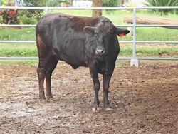 Cow farms. Stock Footage