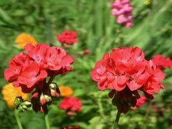 HD: Beautiful, Vibrant Floral Closeups Stock Footage