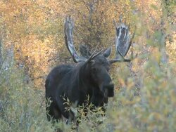 MS Shot of large bull moose standing in forest / Jackson, Wyoming, United States Stock Footage