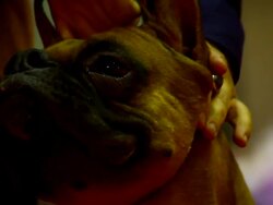 Boxer Dog Head Stock Footage