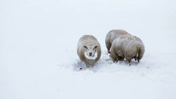 Netherlands, 's-Graveland, Rural estate called Gooilust. Winter, snow. Sheep Stock Footage