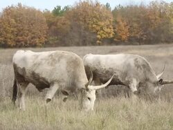 oxen grazing on a meadow Stock Footage