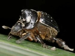 Scarab beetle with many phoretic mites on body Stock Footage