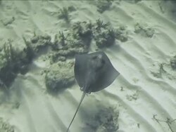 "Sting ray hovers above the bottom of the sea, camera tracks its path from above" Stock Footage