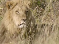 CU Shot of Male lion resting in dry grass and observing surroundings / Okavango Delta, North West District, Botswana Stock Footage