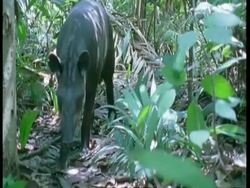 MS Tapir walking through sunny undergrowth, South America Stock Footage